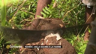 Manioc  de la racine à la farine [upl. by Nnylharas]