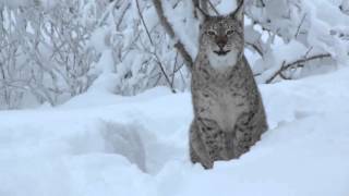 What does the lynx say [upl. by Nikita]