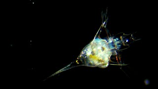 From Drifter to Dynamo The Story of Plankton  Deep Look [upl. by Noella646]