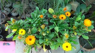 731 How to Collect Calendula Seeds From Flower  Growing Calendula Flowers Urduhindi [upl. by Lipscomb971]