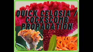 quotQuick and Easy Celosia propagation and planting Ornamental Celosia Cristata planting guidequot 2021 [upl. by Eiral977]