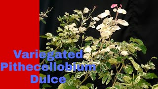 Variegated Pithecellobium Dulce [upl. by Milak]