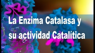 LA ENZIMA CATALASA Y SU ACTIVIDAD CATALÍTICA [upl. by Eirolav]