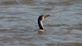 Cormorants swimming and diving in water [upl. by Fonsie137]