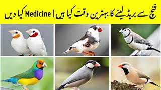 Finches Breeding Season  Finch Breeding Best Time  Breeding Medicine and Diet  Breeding Tips [upl. by Ahsad]