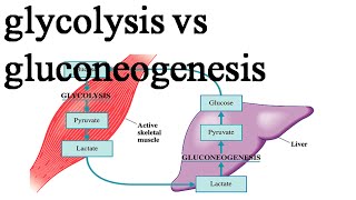 Comparison between glycolysis and gluconeogenesis [upl. by Kele550]