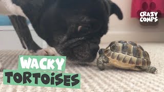 Tortoises Make Amazing Pets  Funny Tortoise Videos [upl. by Eirot]