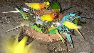 Sandhu pet zone Me apko dakhny k lia milin gy parrots Budgies amp love birds amp cocktail ampfinchampdove [upl. by Kehoe43]