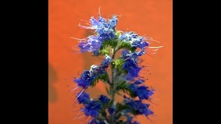 VIBORERA Echium vulgare PLANTAS MEDICINALES [upl. by Muscolo]