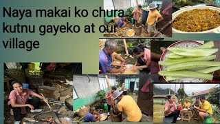 Sikkim village life Naya makai ko chura kutnu gayeko at our village [upl. by Afaw696]