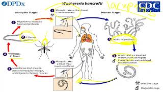 Filarial nematodes [upl. by Tanney]