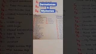 Dermatomes and Myotomes Easy to learn dermatomes myotomes notes physiolearning keepsupporting [upl. by Aieki340]