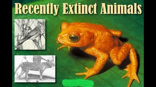 Top 11 Recently Extinct Animals  RECENTLY EXTINCT ANIMALS 2023 [upl. by Yves]