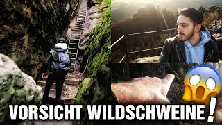 Wildschweine im Wald direkt neben uns Schnell auf die Schrammsteine [upl. by Chelton]