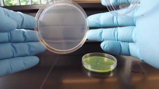 Cetrimide Agar [upl. by Jenna]