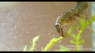 Aggressive diving beetle larva attacks a spoon [upl. by Shargel474]