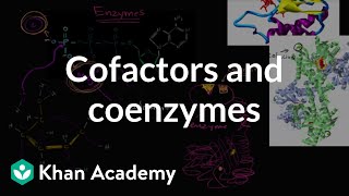 Enzyme cofactors and coenzymes  Biology  Khan Academy [upl. by Nomyaw]