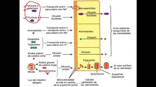 Bioquímica  Digestión y absorción de carbohidratos [upl. by Celeski]