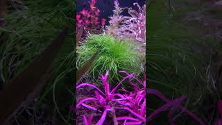 Eriocaulon Setaceum aquariumshopdinajpur [upl. by Jackelyn]