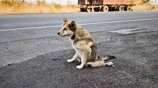 A stray dog with paralyzed legs struggled on until a cyclist took him to see a bigger world ❤️ [upl. by Jesher]