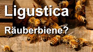 Ist die LigusticaBiene eine Räuberbiene Apis mellifera ligustica mit besonderem Hang zur Räuberei [upl. by Molini]