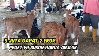 3 JUTA DAPAT 2 EKOR❗️PEDET FH SUSON HARGA REMUK [upl. by Wolfram728]