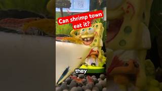 can shrimp eat a pear shrimp aquarium shorts [upl. by Body]