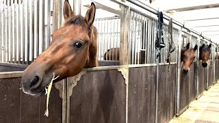 Ondanks zorgen over paardenweide viert manege op grootse wijze 75jarig bestaan [upl. by Donny]