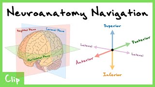 How To Navigate The Central Nervous System Explained Dorsal Ventral Sagittal Coronal  Clip [upl. by Antsirhc]