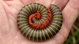 Giant Millipede from the Amazon rainforest of Ecuador [upl. by Zile117]