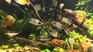 180 gallon heavily stocked planted aquarium April 2nd 2016 [upl. by Nireves338]