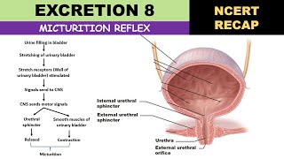 Excretion 8  Micturition reflex  Micturition  Urine  Glycosuria  Ketonuria  Urine properties [upl. by Amuwkuhc]