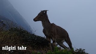 Nilgiri Tahr  endemic to the hill ranges of the Western Ghats  Eravikulam in Munnar [upl. by Ruben]