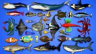 30 Marine Animals Megalodon Orca Blue Whale Manta Ray Sunfish Crab Turtle Tuna Etc MN044 [upl. by Zucker]