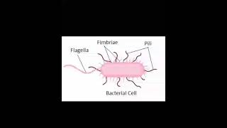 Structure of Bacteria Do you know pili and fimbriae are different biology microbiology bacteria [upl. by Krause]