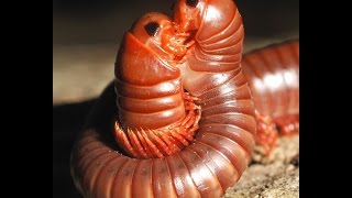 Mating Millipedes [upl. by Aizatsana]