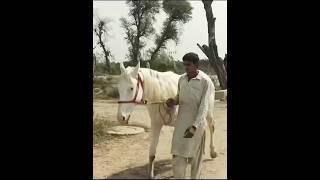 Beautiful colors horse breed desi Pakistan [upl. by Oman]