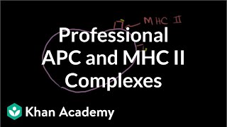 Professional antigen presenting cells APC and MHC II complexes  NCLEXRN  Khan Academy [upl. by Ikceb]