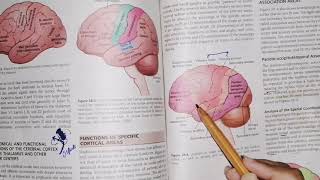 Cerebral Cortex part 1 guyton 58 motorphysiology Associations areas [upl. by Skipton]