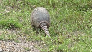 Armadillo at Laguna Atascosa NWR [upl. by Vaientina859]