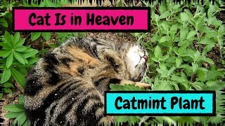 My Cat Is in Heaven after Finding the Catmint Plant [upl. by Martyn25]