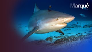 A la découverte du Requin Bouledogue  Reportage [upl. by Art]