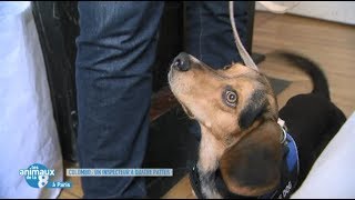 Punaises de lit  Reportage sur la détection canine  Les animaux de la 8 [upl. by Benedict]