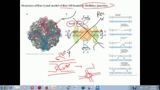 Genetic recombination lecture 1  homologous recombination [upl. by Betteann]