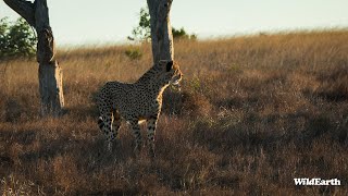 WildEarth  Sunset Safari  09 March 2024 [upl. by Matthus]