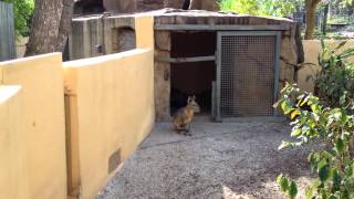 Patagonian Cavy [upl. by Nwahsyd]