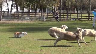 Corgi Flynn Passing His Sheep Herding Instinct Exam [upl. by Alfonzo]