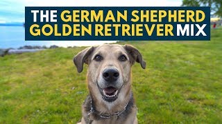 The German Shepherd Golden Retriever Mix  Best of Both Worlds [upl. by Meehahs]