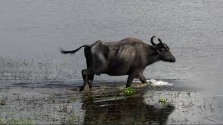 Water Buffalo  Sri Lanka [upl. by Ondrej837]