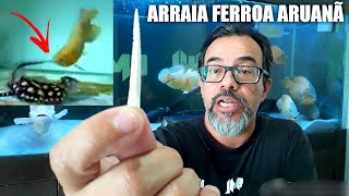 ARRAIA FERROA ARUANÃ  PEÇONHA E VENENO NO FERRÃO DA ARRAIA COMO AGIR E EVITAR ERROS DE MANEJO [upl. by Jedidiah]